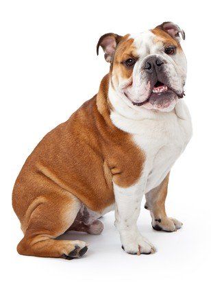 Bulldog Breed Profile Pig Hunting Dogs, Miniature English Bulldog, Australian Bulldog, Dog Toys Indestructable, Toy Poodle Puppies, Bulldog Breeds, English Bulldog Puppies, British Bulldog, Bulldog Lover