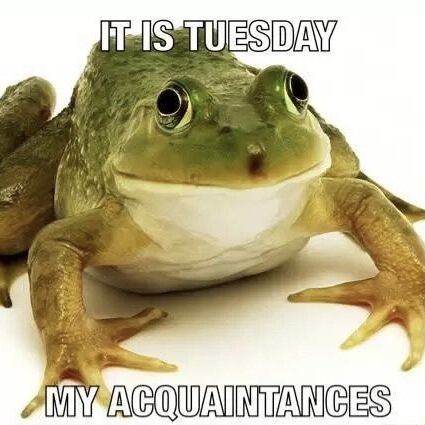 Its Tuesday My Dudes Frog, It Is Monday My Dudes Frog, Frog Days Of The Week Meme, It Is Tuesday Frog, Its Friday My Dudes Frog, Frog Funny Pics, Frog Meme, Response Memes, Frog Pictures