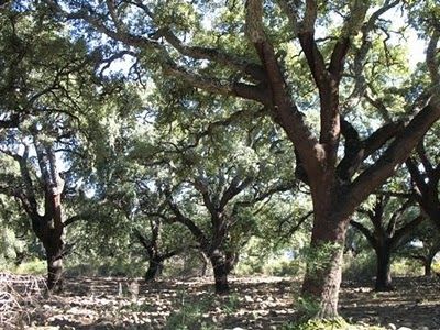 Oak Grove Live In Spain, Addison Grove, Tree Grove, Tree Species, Oak Grove, Farm Weddings, Live Oak, Wedding Prices, Oak Tree