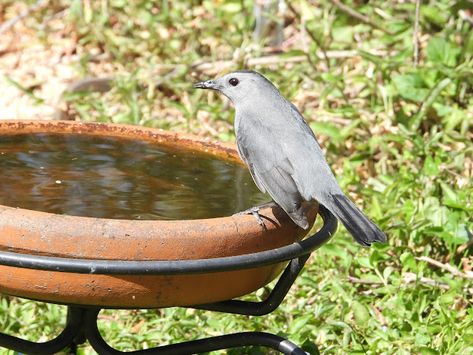 Birds Drinking Water, Gray Catbird, Bird Photos, Sarasota Florida, Bird Pictures, Bird Photo, Bird Photography, Nature Aesthetic, Bird Watching