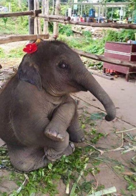 35 Pictures Of Baby Elephants Enjoying Their Moments Baby Elephant Wallpaper, Elephant Facts For Kids, Elephant Quotes, Elephant Facts, Elephant Wallpaper, Elephant Pictures, Elephant Drawing, Elephant Love