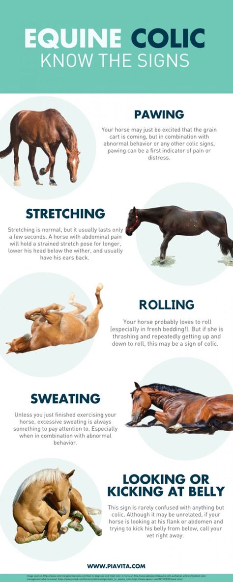 Colic In Horses, Animal Vet, Equine Veterinary, Horse Behavior, Large Animal Vet, Equine Care, Horse Information, Healthy Horses, Horse Care Tips