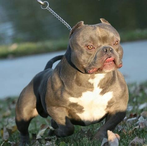 Lmao Exotic Bully, American Bully Pocket, World Ugliest Dog, Bully Pitbull, All Dog Breeds, Pocket Bully, Ugly Dogs, Dog Suit, Bully Dog