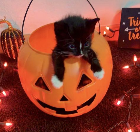 Black Kitten Halloween, Animals Dressed Up For Halloween, Kittens In Pumpkin, Cute Fall Pfp Aesthetic, Cats With Pumpkins, Halloween Pfp Ideas, Y2k Halloween Pfp, Halloween Pfp Pumpkin, Halloween Aesthetic Cat