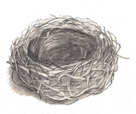 drawings of bird nests | bird nest drawing | Flickr - Photo Sharing! Birds In Nest Drawing, Birds Nest Drawing, Bird Nest Drawing, Nest Sketch, Nest Drawing, Bird Nests Art, Tweety Bird Quotes, Drawing Birds, How To Draw Realistic