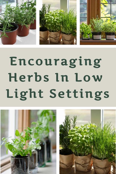 Are you having difficulties with poorly lit spaces in your indoor or outdoor areas, yet you still aspire to cultivate your own herbs? Whether you're dealing with shadows indoors or lack of sunlight outdoors, don't let it hinder your gardening dreams. Turn those dim corners into thriving herb gardens by exploring creative lighting solutions and smart plant choices that thrive in low-light conditions. Embrace the challenge and transform your home or garden into a vibrant sanctuary for growing herb Window Sill Herb Garden, Grow Lights Diy, Indoor Herb Garden Diy, Window Herb Garden, Growing Herbs Indoors, Terrace Ideas, Herbs Garden, Diy Herb Garden, Yucca Plant