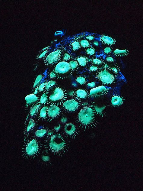 Bioluminescent Corals | by Charlene-SJ Bioluminescent Animals, Giant Clam, Underwater Plants, Electric Forest, Deep Sea Creatures, Fantasy Forest, Rare Animals, Biome, Sealife