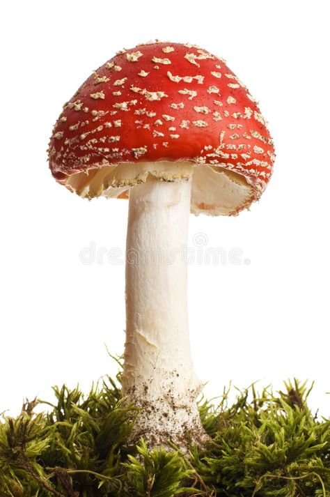 Mushroom. Red poison mushroom close up studio shoot , #sponsored, #poison, #Red, #Mushroom, #mushroom, #shoot #ad Red Mushroom Photography, Mushrooms Reference, Alex Core Aesthetic, Red Cap Mushroom, Red And White Mushrooms, Mushroom Reference, Mushroom Artwork, Poison Mushroom, Mushroom Photography