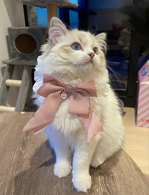 Cat With Pink Bow, New Sibling, Pink Bow Tie, Persian Cat, Pink Bow, Cat Love, Bow Tie, Animals, Pink