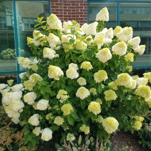 Hydrangeas For Sale | Nature Hills Nursery Twist And Shout Hydrangea, Outdoor Shrubs, Vanilla Strawberry Hydrangea, Hydrangea Paniculata Limelight, Strawberry Hydrangea, Hydrangea Landscaping, Front Landscape, Hydrangea Shrub, Bigleaf Hydrangea