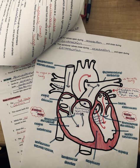 Anatomy Projects College, Sains Note, Human Anatomy Notes Aesthetic, Anatomy Notes Aesthetic, Surgery Notes, Exam Help, Biology Drawing, Science Anatomy, Anatomy Notes