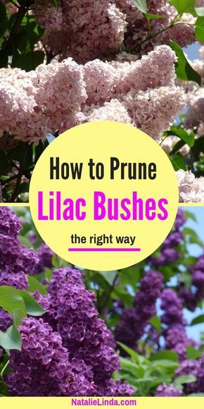 Prune Lilac Bush, Lilac Bush, Lilac Bushes, Lilac Tree, Beautiful Flowers Garden, Olive Garden, Flowers Wallpaper, Kew Gardens, Garden Care