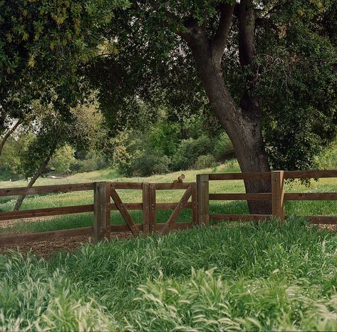 Bernal Ranch // Santa Teresa County Park | Hasselblad 500C/M… | Flickr Cottagecore Aesthetic, Green Gables, The Grass, Nature Aesthetic, Pretty Places, Green Aesthetic, A Horse, Farm Life, A Tree