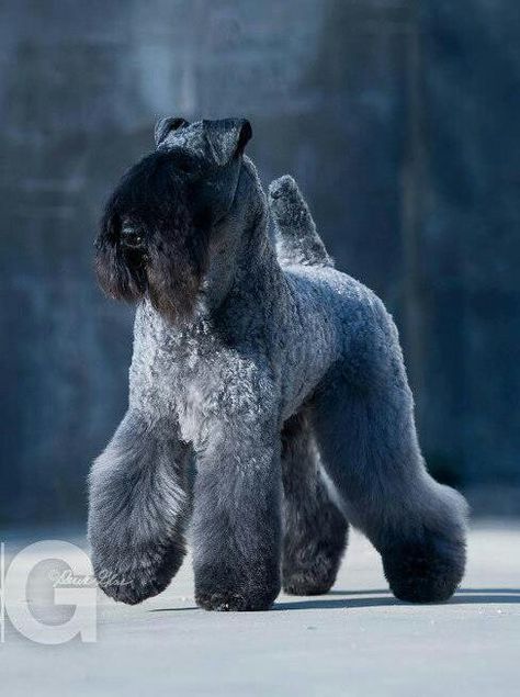 kerry blue terrier photo | Wow... kerry blue terrier | Terriers Photos Black And White, Black Russian Terrier, Kerry Blue Terrier, Dog Cuts, Purebred Dogs, Dog Photography, Terrier Dogs, Beautiful Dogs, Mans Best Friend