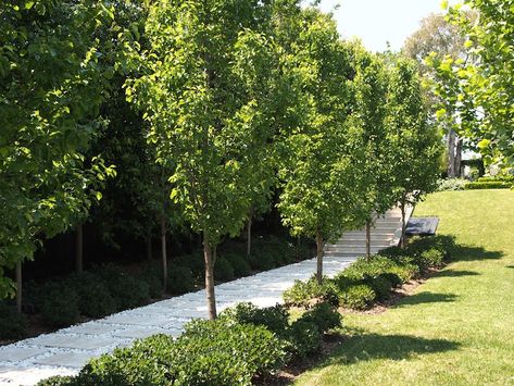 Ornamental Pear Tree Driveway, Ornamental Pear Tree Landscaping, Driveway Hedge, Paul Bangay Gardens, Driveway Trees, Ornamental Pear Tree, Residential Garden, Tree Lined Driveway, Driveway Landscaping