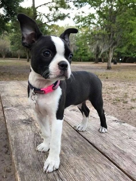 Baby Boston Terriers, Boston Terrier Funny, Boston Terrier Lover, Francia Bulldog, Terrier Breeds, Boston Terrier Love, Boston Terrier Puppy, Terrier Puppies, Boston Terrier Dog