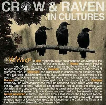 Voodoo I Witchcraft I Wicca I Hoodoo I Spells I Psychic I Raven Mythology, Crow Symbolism, Abc Quotes, Ancient Religions, Three Crows, Human Creatures, Celtic Witch, Blackbird Singing, Black Crows