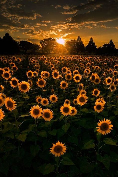 Photo Graphy, Wallpaper Estetika, Sunflower Pictures, Sunflower Wallpaper, Sunflower Fields, Tumblr Wallpaper, Nature Wallpaper, Landscaping Ideas, Aesthetic Iphone Wallpaper