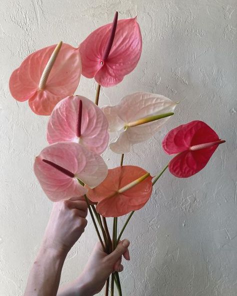 Pink Anthurium Arrangement, Coral Aesthetic Color, Pink Anthurium Bouquet, Pink And Red Florals, Anthurium Boutonniere, Pink And Plum Wedding, Anthurium Wedding Bouquet, Anthurium Arrangement, Anthurium Bouquet