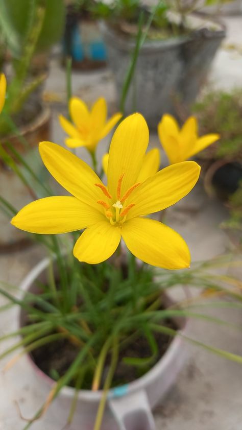 Rain Lily Flower, Yellow Flowers Aesthetic, Flower Planting Guide, Sun Tan Removal, Glowing Skin At Home, Beautiful Flower Quotes, Pretty Flowers Photography, Home Snap, Love Rose Flower