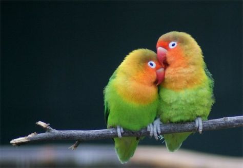 Lovebirds choose their partners when they are two months old. After that, they will become virtually inseparable, cuddling together whenever they can. Romantic Animals, Birds For Sale, Talking Parrots, African Love, Bird Wallpaper, Bird Pictures, Baby Chicks, Exotic Birds, Colorful Birds