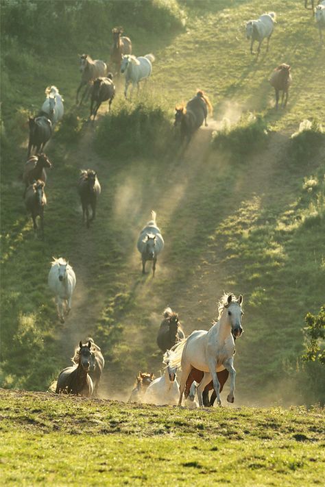 wild horses Cai Arabi, Ahal Teke, Herd Of Horses, Cai Sălbatici, Matka Natura, Animale Rare, Majestic Horse, All The Pretty Horses, Horse Crazy