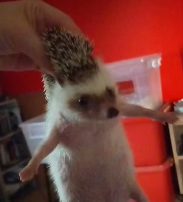 Unique Pets, Funny Hedgehog, A Hedgehog, Cute Hedgehog, Silly Animals, Little Animals, Hedgehogs, Cute Little Animals, I Cant