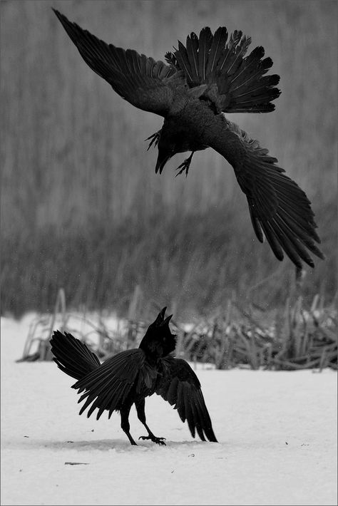 Ravens Jackdaw, Crows Artwork, Crow Flying, Crow Photos, Bird Bones, Blackbird Singing, Black Birds, Black Raven, Crows Ravens