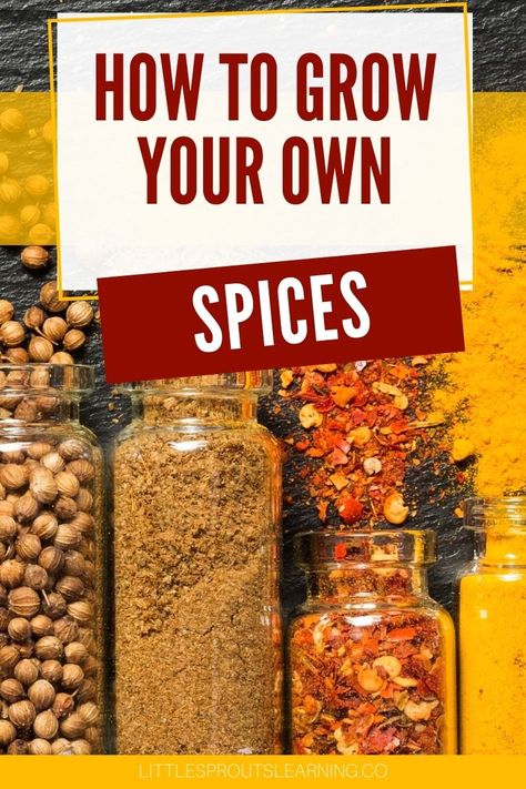 It's not hard to learn how to grow your own spices. They are fresher, more flavorful and you know how they were grown. It's fun too! Spices To Grow At Home, How To Grow Spices, How To Make Your Own Spices, Spices To Grow, Spices Garden, Growing Spices, Professor Sprout, Healing Spices, Herbal Garden