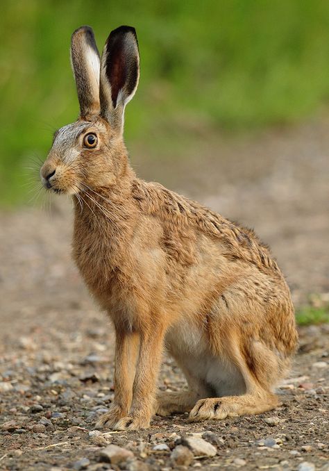 Brown Hare sitting in evening light  Lepus europaeus Hare Pictures, Arte Doodle, British Wildlife, Rabbit Art, Woodland Creatures, Animal Sculptures, Animal Photo, Woodland Animals, Beautiful Creatures