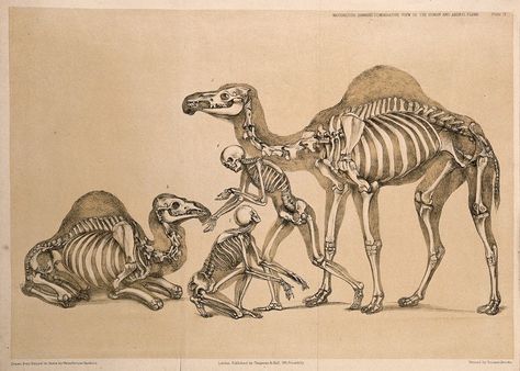 Animal Frame, Human And Animal, Animal Skeletons, Wellcome Collection, Animal Anatomy, Photoshop Projects, Animal Bones, History Of Science, Scientific Illustration