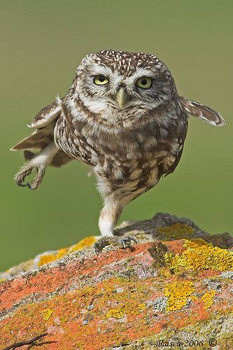 Funny Good Morning Pics, Owl Legs, Owl Facts, Pictures Animals, Good Morning Pics, Funny Good Morning, Awesome Owls, Good Morning Funny Pictures, Funny Owls