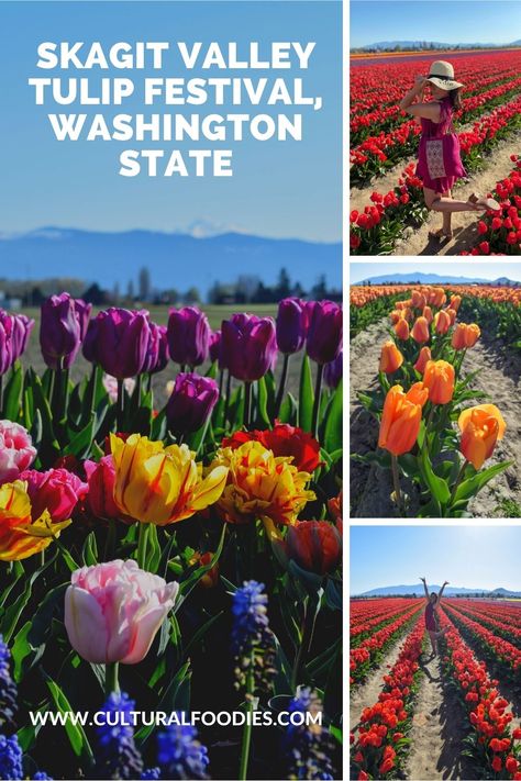 You don't have to fly all the way to the Netherlands to see vibrantly colored rows of tulip fields! Right here in Washington State, just one hour North of Seattle, is the annual April Skagit Valley Tulip Festival with the beautiful backdrop of Mt. Baker in the North Cascades Spring In Washington State, Michigan Tulip Festival, Washington Tulip Festival, Tulip Festival Washington, Washington Tulip Fields, Skykomish Washington, Skagit Valley Tulip Festival, Skagit Valley, Mountain Destinations