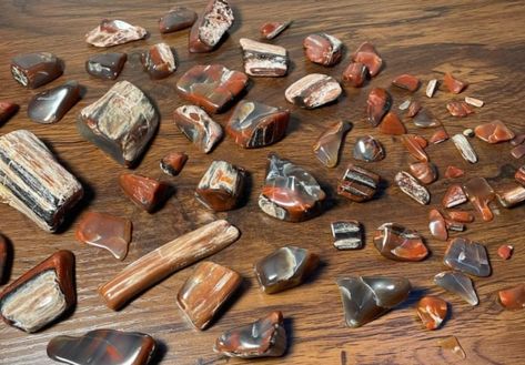 Types of Petrified Wood (Learn How to ID All of Them (Pics)) How To Display Rocks, Petrified Wood Jewelry, Rock Identification, Minerals Crystals Stones, Fossilized Wood, Rock Hunting, Sedimentary Rocks, Iron Ore, Crystals Stones