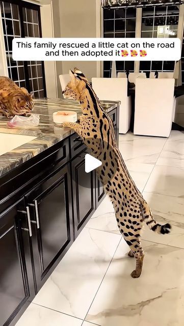 Cat Tiktok, Serval Cat, Katt Diy, Serval Cats, Amazing Animal Pictures, Exotic Cats, Savannah Cat, Little Cat, Cute Wild Animals