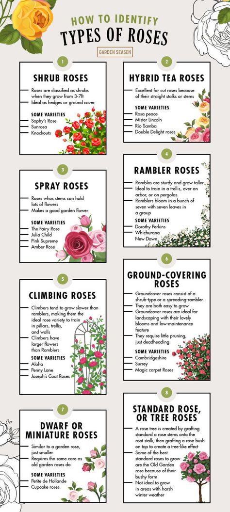 How to Identify Types of Roses | Garden Season Tips: How to Identify Rose Variety Like a Flower Expert | Do you know how to identify rose variety? The rose is one big plant family. The third-largest in the plant world, to be exact. And identifying one isn’t the easiest of tasks. You can choose to plant one rose type or have different kinds in your garden. #roses #rosemonth #rosevariety Herbs Garden, Greenhouse Herbs, Planters Landscaping, Rose Plant Care, Planting Garden, Plants Balcony, Gardening Planting, Rose Garden Design, Rose Tree