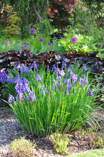 Native Shade Plants, Plant Combos, Small House Garden, Siberian Iris, Purple Flowers Garden, Nails Flowers, Pretty Views, Herb Garden Design, Vertical Garden Diy