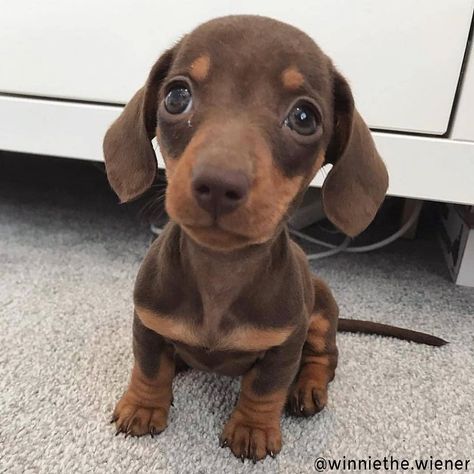 Happy Wiener Dog Wednesday 😊 . . . ? Weiner Dog Puppies, Daschund Puppies, Puppy Dog Pictures, Baby Dachshund, Dachshund Puppies For Sale, Dachshund Puppy Miniature, Really Cute Puppies, Dapple Dachshund, Weenie Dogs