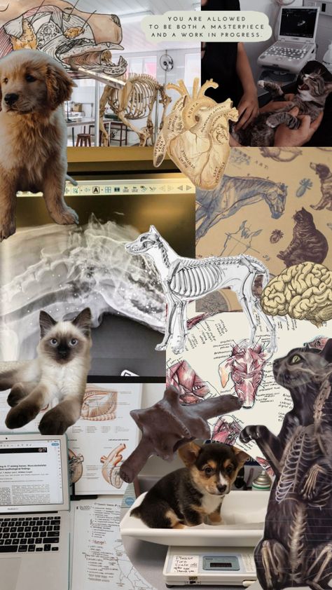 #vet #vetmed #veterinary #cat #dog Vet Aesthetic Wallpaper, Wildlife Biology Aesthetic, Vet School Motivation, Veterinarians Medicine, Veterinary Studies, Vet Medicine, Vet School, Vet Student, Science Nerd