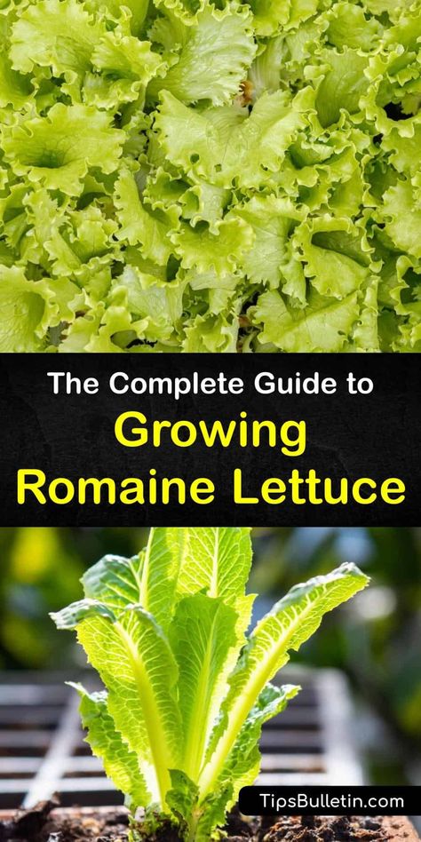 Planting Romaine Lettuce, When To Harvest Romaine Lettuce, How To Harvest Romaine Lettuce, Lettuce Plant, Grow Romaine Lettuce, Lettuce Growing, How To Grow Romaine Lettuce, Growing Lettuce In Containers, Romaine Lettuce Growing