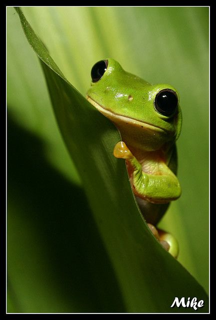 Green Tree Frogs -listening to them the Midsummer night, as they croon in the backyard. Blood On The Dance Floor, Amazing Frog, Green Tree Frog, Funny Frogs, Incredible Creatures, Frog Art, Tree Frog, Green Frog, On The Dance Floor