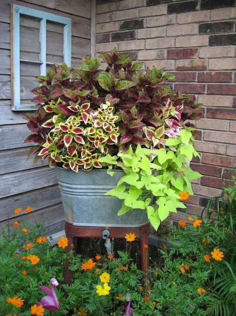 Wash Tub Planter Filled with Plants #galvanized #tub #bucket #decorhomeideas Galvanized Tub Planter, Bucket Ideas, Galvanized Tub, Potato Vines, Container Gardening Flowers, Cottage Garden Design, Meteor Garden 2018, Wash Tubs, Magic Garden