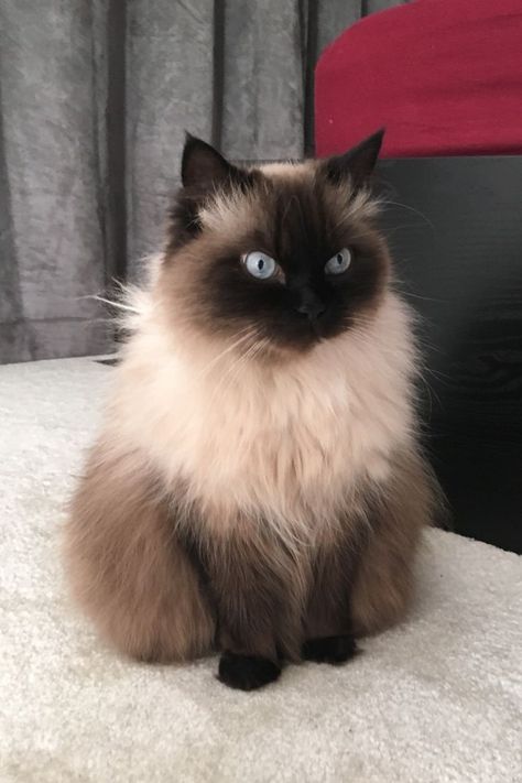 Cute Himalayan Cat, Blue Point Himalayan Cat, Doll Faced Persian Cat, Persian Doll Face Cat, Persian Himalayan Cat, Himalayan Cat Aesthetic, Simease Cats, Cat Types, Himalayan Persian