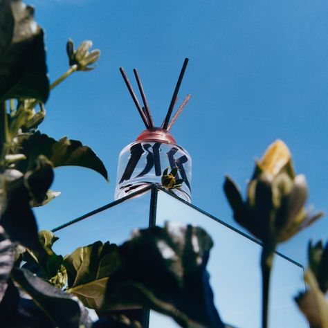 Jo Malone London shared a photo on Instagram: “Setting our heights high with our Silk Blossom Diffuser #BrilliantBlossoms” • See 1,396 photos and videos on their profile. Jo Malone Diffuser, London Photoshoot, Type Poster, Yellow Hibiscus, Silk Tree, Type Posters, Beauty Shoot, White Peonies, Jo Malone London