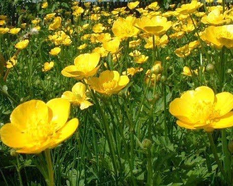 Cassandra Considers: A Field of Buttercups Flower Desktop Wallpaper, Buttercup Flower, Solitary Bees, Flower Meanings, Trendy Flowers, Language Of Flowers, Ranunculus, The Grass, Mellow Yellow