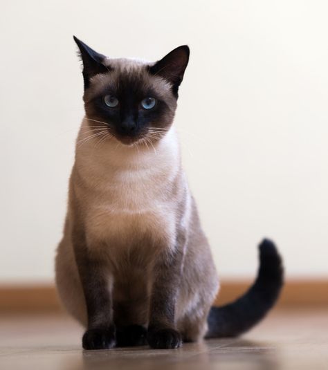 Gato siamés adulto joven sentado Foto Premium Siamese Cats Facts, Siamese Dream, Funny Cat Faces, Cat Reference, Cat Pose, Cat Facts, Cute Cats And Dogs, Siamese Cats, The White House