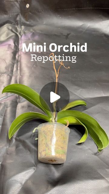 Orchid Garden Ideas Outdoor, Repot Orchids How To, When To Repot Orchids, Mini Orchid Terrarium, How To Repot Orchids With Long Roots, Moth Orchid Care, Mini Orchid Care, How To Grow Orchids Indoors, How To Repot Orchids