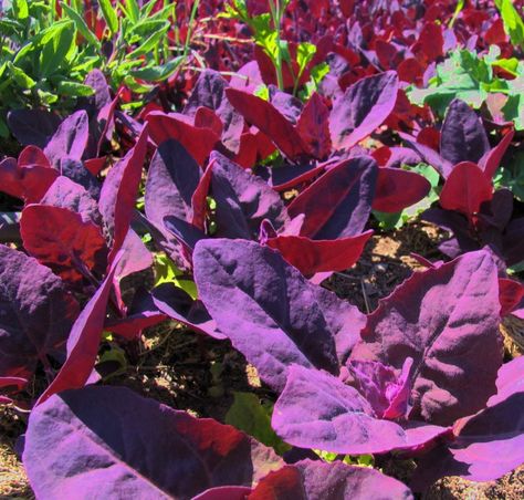 Purple passion spinach, also known as red orach or mountain spinach, is a garden plant that has it all. Pretty, tasty, and nutritious, its broad, velvety leaves range from deep, red-veined green to brilliant purple, making it one of the most... Asian Vegetables, Edible Landscaping, Planting Herbs, Pitcairn Islands, Turks And Caicos, Caicos Islands, Garden Seeds, Turks And Caicos Islands, In The Garden