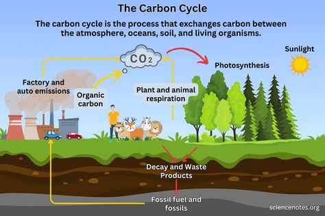 Learn about the carbon cycle. Get its definition, see the steps involved, and discover why the carbon cycle is important. The Carbon Cycle, Learn Chemistry, Carbon Cycle, Agricultural Practices, Energy Resources, Water Cycle, Fossil Fuels, Human Activity, Carbon Dioxide