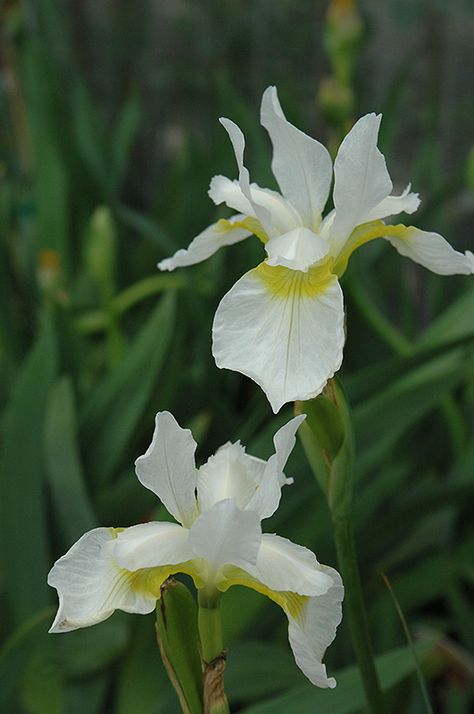 Iris Sibirica, Siberian Iris, Lakewood Colorado, Garden Perennials, Nursery Garden, Oregon City, Full Size Photo, Zone 5, Garden Bulbs